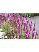 Ligeti zsálya / SALVIA nemorosa 'Merleau Blue'
