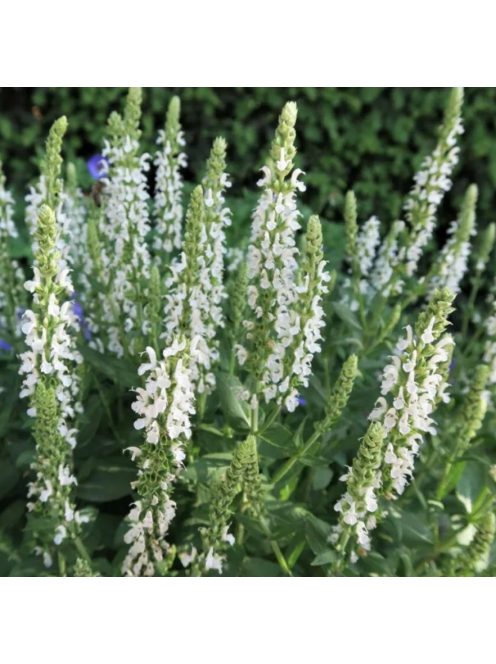 Ligeti zsálya / SALVIA nemorosa 'Merleau White'