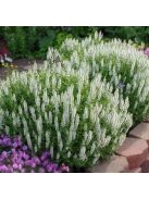 Ligeti zsálya / SALVIA nemorosa 'Merleau White'