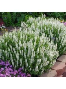 Ligeti zsálya / SALVIA nemorosa 'Merleau White'