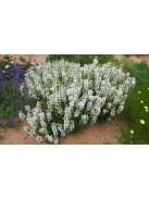 Ligeti zsálya / SALVIA nemorosa 'Merleau White'