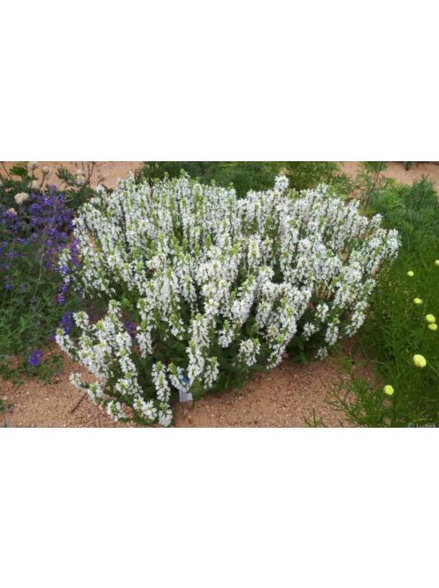 Ligeti zsálya / SALVIA nemorosa 'Merleau White'