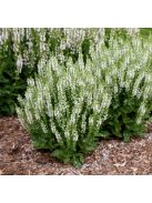 Ligeti zsálya / SALVIA nemorosa 'Merleau White'