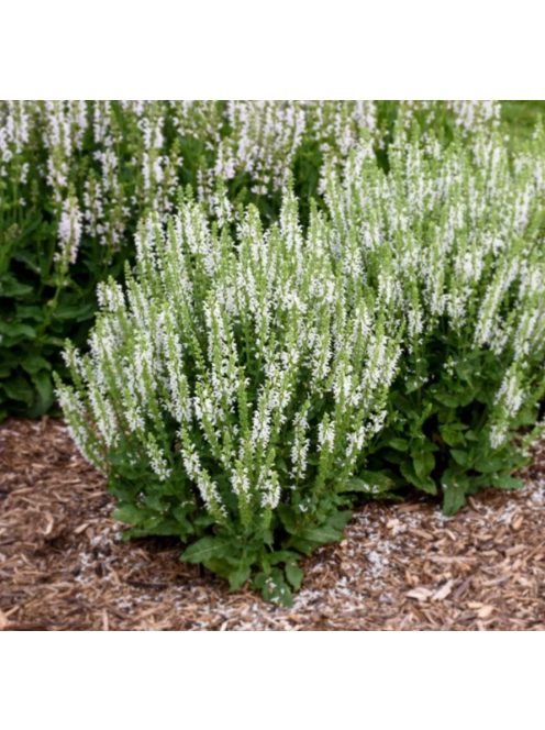Ligeti zsálya / SALVIA nemorosa 'Merleau White'