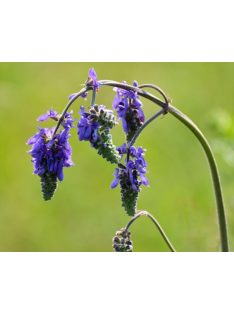 Bókoló zsálya / SALVIA nutans 