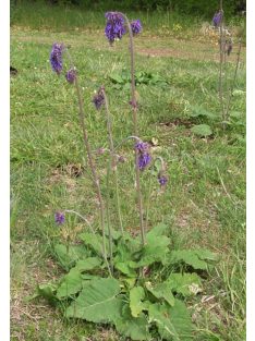 Bókoló zsálya / SALVIA nutans 