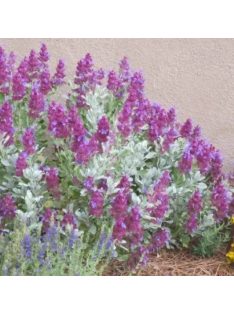 Kék zsálya / SALVIA pachyphylla 