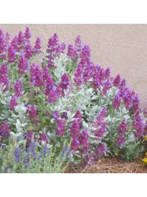 Kék zsálya / SALVIA pachyphylla 