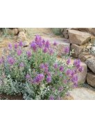 Kék zsálya / SALVIA pachyphylla 
