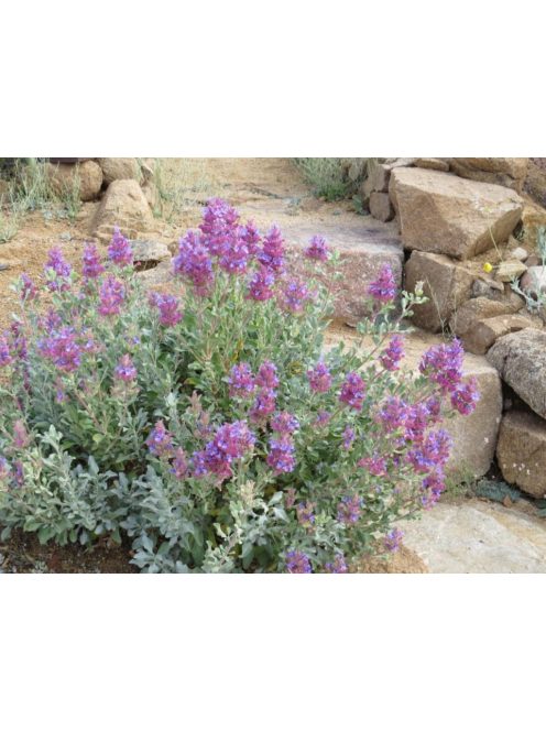 Kék zsálya / SALVIA pachyphylla 