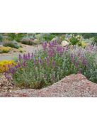 Kék zsálya / SALVIA pachyphylla 