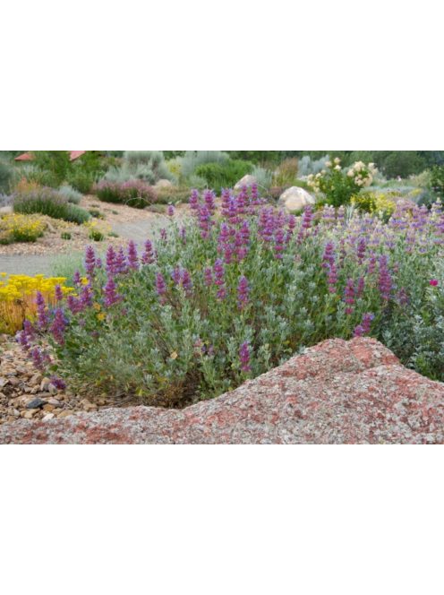 Kék zsálya / SALVIA pachyphylla 