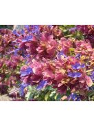 Kék zsálya / SALVIA pachyphylla 