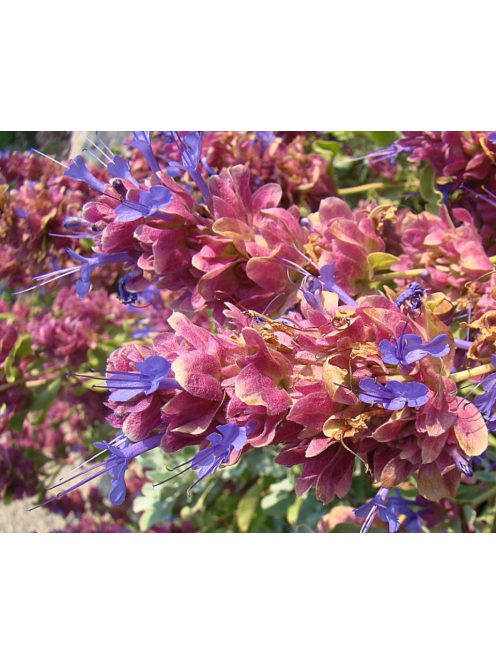 Kék zsálya / SALVIA pachyphylla 