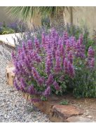 Kék zsálya / SALVIA pachyphylla 