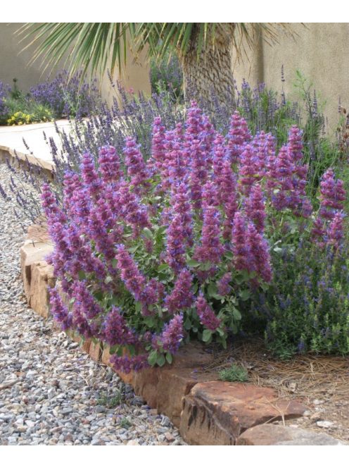 Kék zsálya / SALVIA pachyphylla 