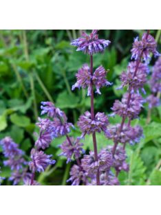 Lózsálya / SALVIA verticillata 