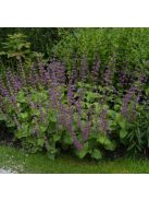 Lózsálya / SALVIA verticillata 