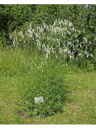 Kisvirágú vérfű / SANGUISORBA parviflora 