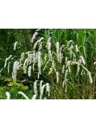 Kisvirágú vérfű / SANGUISORBA parviflora 