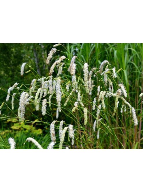 Kisvirágú vérfű / SANGUISORBA parviflora 