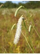 Kisvirágú vérfű / SANGUISORBA parviflora 
