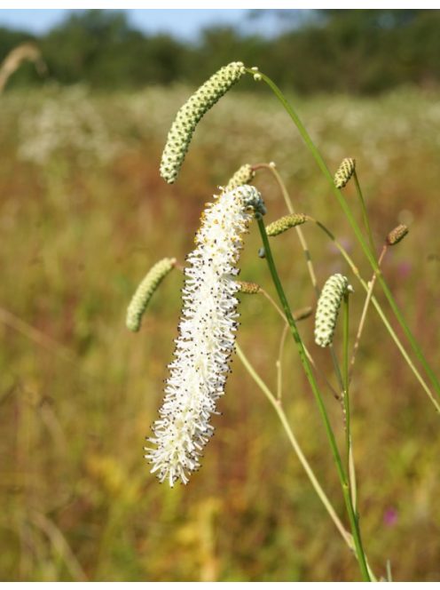 Kisvirágú vérfű / SANGUISORBA parviflora 