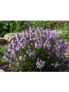Hegyi csombor / SATUREJA montana ssp. illyrica 
