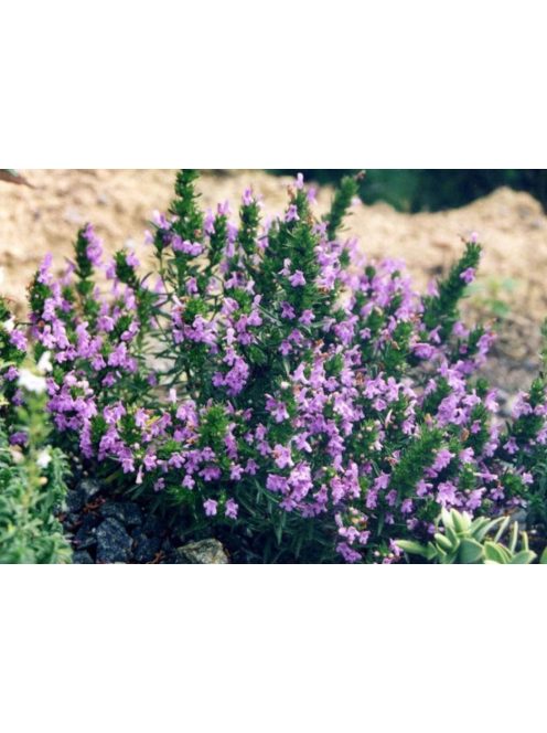 Hegyi csombor / SATUREJA montana ssp. illyrica 