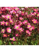 Mohalevelű kőtörőfű / SAXIFRAGA x arendsii 'Purpurteppich'