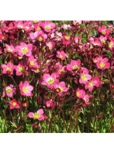   Mohalevelű kőtörőfű / SAXIFRAGA x arendsii 'Purpurteppich'