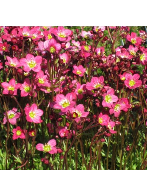 Mohalevelű kőtörőfű / SAXIFRAGA x arendsii 'Purpurteppich'