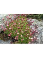Mohalevelű kőtörőfű / SAXIFRAGA x arendsii 'Purpurteppich'