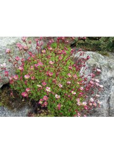   Mohalevelű kőtörőfű / SAXIFRAGA x arendsii 'Purpurteppich'