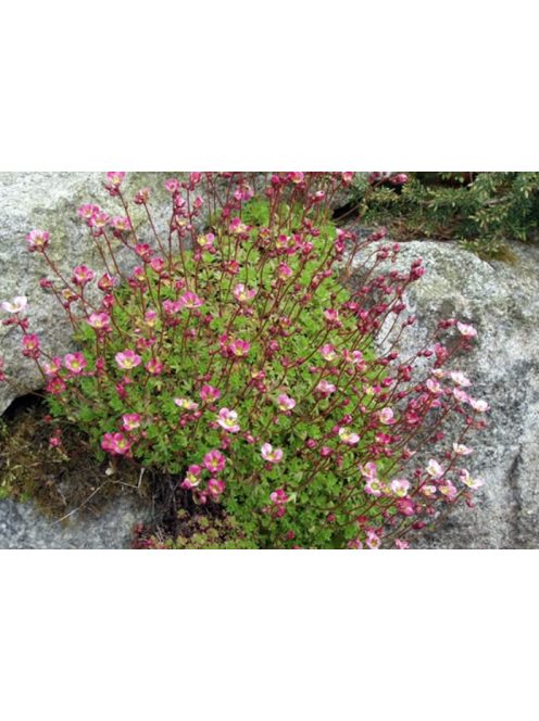 Mohalevelű kőtörőfű / SAXIFRAGA x arendsii 'Purpurteppich'