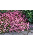 Mohalevelű kőtörőfű / SAXIFRAGA x arendsii 'Purpurteppich'