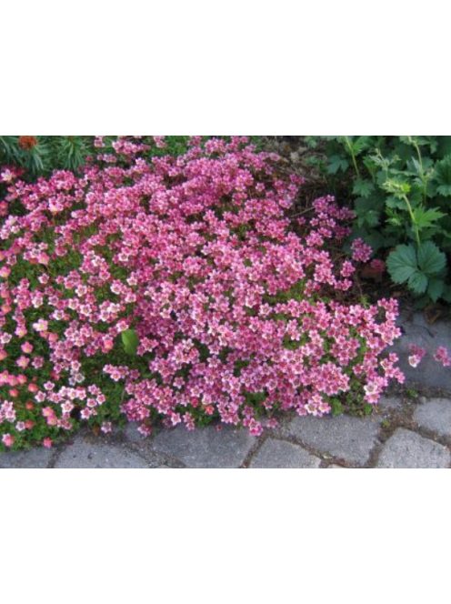 Mohalevelű kőtörőfű / SAXIFRAGA x arendsii 'Purpurteppich'