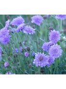 Ördögszem / SCABIOSA columbaria f. nana 'Misty Butterflies'