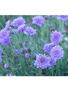   Ördögszem / SCABIOSA columbaria f. nana 'Misty Butterflies'