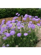Ördögszem / SCABIOSA columbaria f. nana 'Misty Butterflies'