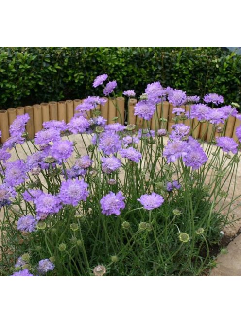 Ördögszem / SCABIOSA columbaria f. nana 'Misty Butterflies'