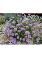 Ördögszem / SCABIOSA columbaria f. nana 'Misty Butterflies'