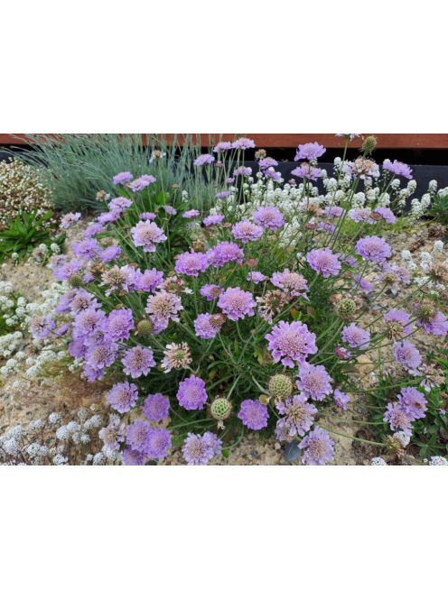 Ördögszem / SCABIOSA columbaria f. nana 'Misty Butterflies'