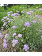 Ördögszem / SCABIOSA graminifolia 