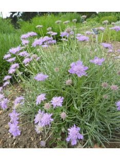 Ördögszem / SCABIOSA graminifolia 