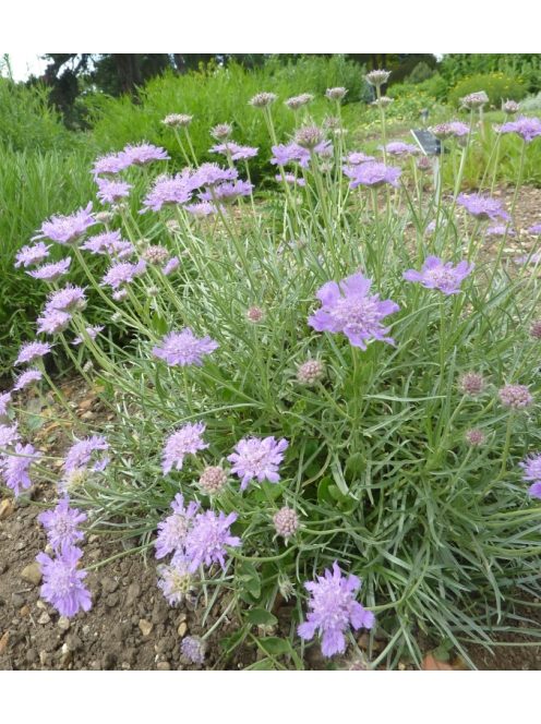 Ördögszem / SCABIOSA graminifolia 
