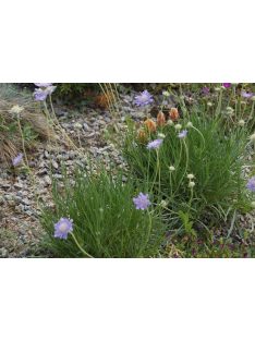 Ördögszem / SCABIOSA graminifolia 