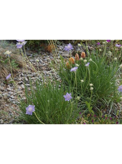 Ördögszem / SCABIOSA graminifolia 