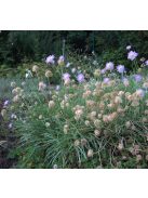 Ördögszem / SCABIOSA graminifolia 