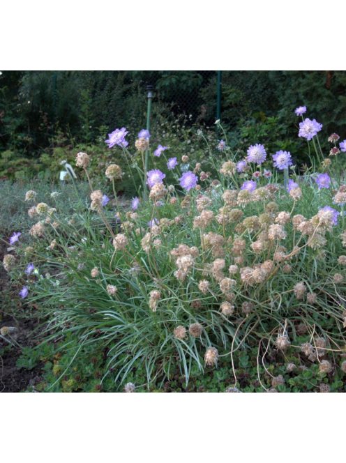 Ördögszem / SCABIOSA graminifolia 